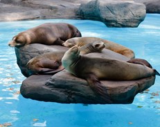 Barcelona Zoo
