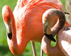 Madrid Zoo
