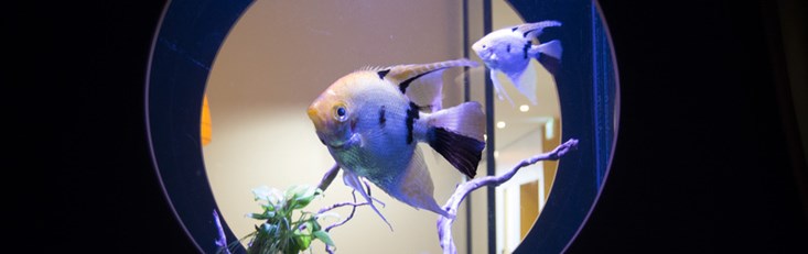 Fishes First Hotel Fridhemsplan