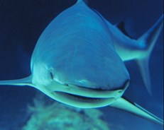 Universeum