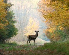 Eriksberg Vilt & Natur