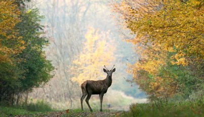 Eriksberg Vilt & Natur