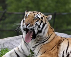 Kolmården Zoo