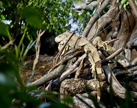 leguan