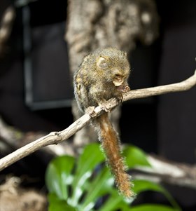 ape sitter på en gren
