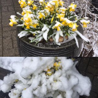Stakkars påskeliljene våre i dag... Det som begynte med et lett snødryss, ble etterhvert til en begravelse. Men hurra for karrige vårblomster! 😀🌷💪🏼#kunstnerhotellet #springflowers #april #visitlillehammer #firsthotelsofficial - 24.04.2025 16:05:30