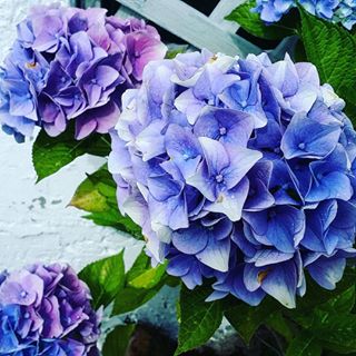 Vi ønsker alle en strålende  sommerdag 🌞 .
.
#strålende #blomstrende #blomster #flower #summer #sommer på #hotelatlantica #firsthotels I #aalesund #sentrum #kortreist  #sunnmøre #visitsunnmøre #visitålesund 💙 #yoursecondhomeisfirst - 29.07.2024 09:27:44